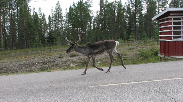 Norwegia (284).JPG - Fińska Laponia - władcy szos